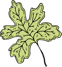 Illustration of a green leaf with veins